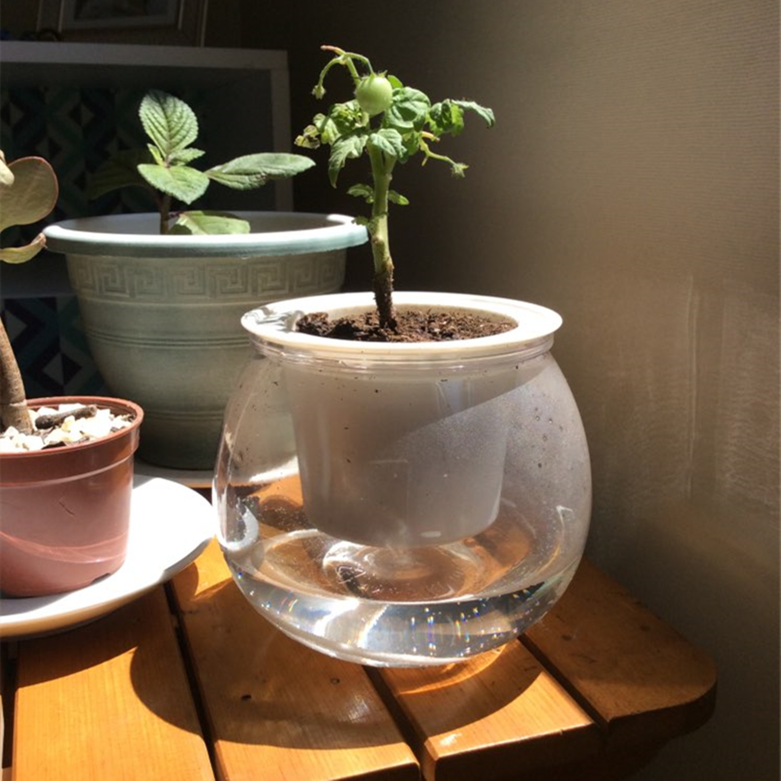 屋内の多肉植物のためのミニ植木鉢,水耕栽培のための家の装飾 - Japanese Garden Bonsai のレビューと価格