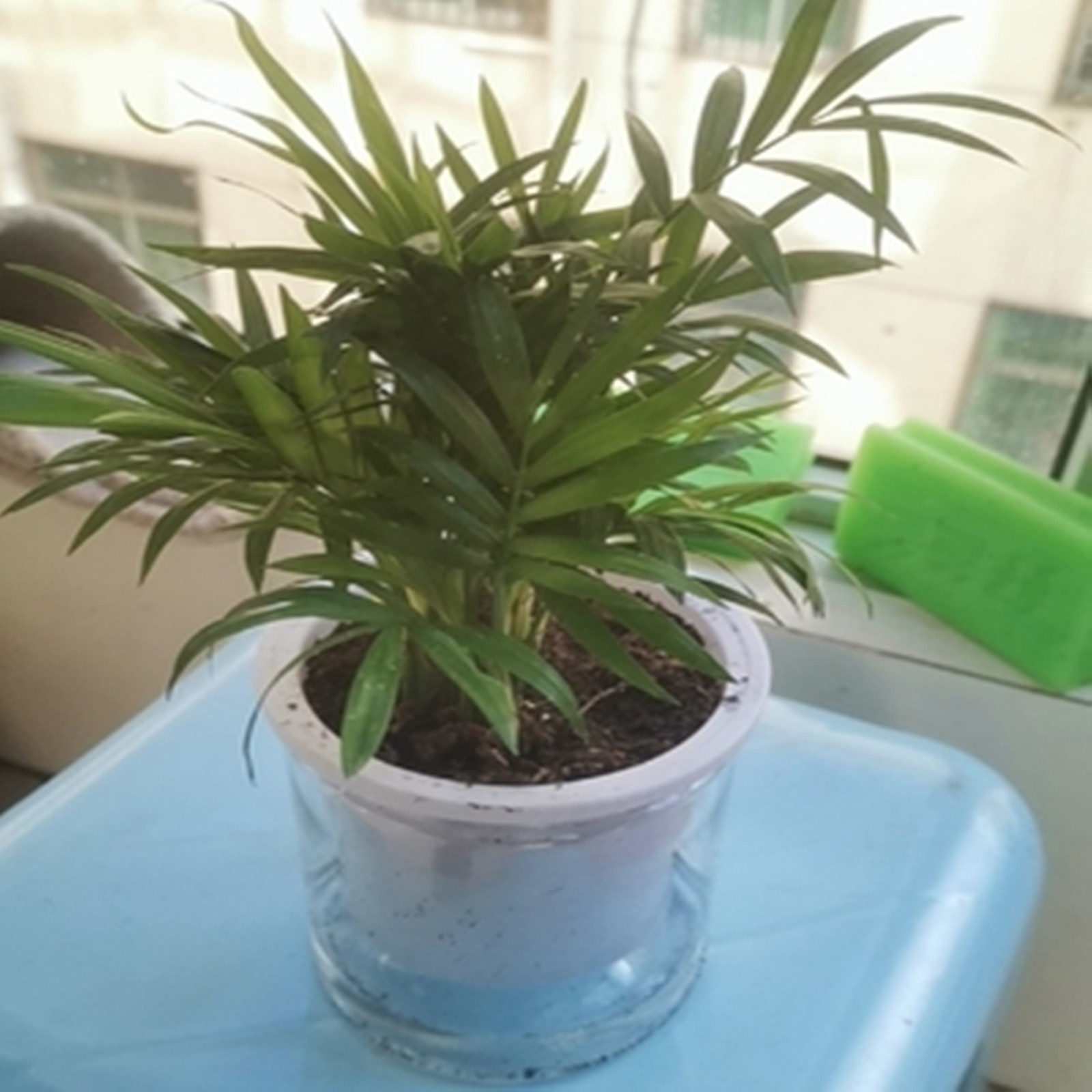 屋内の多肉植物のためのミニ植木鉢,水耕栽培のための家の装飾 - Japanese Garden Bonsai のレビューと価格