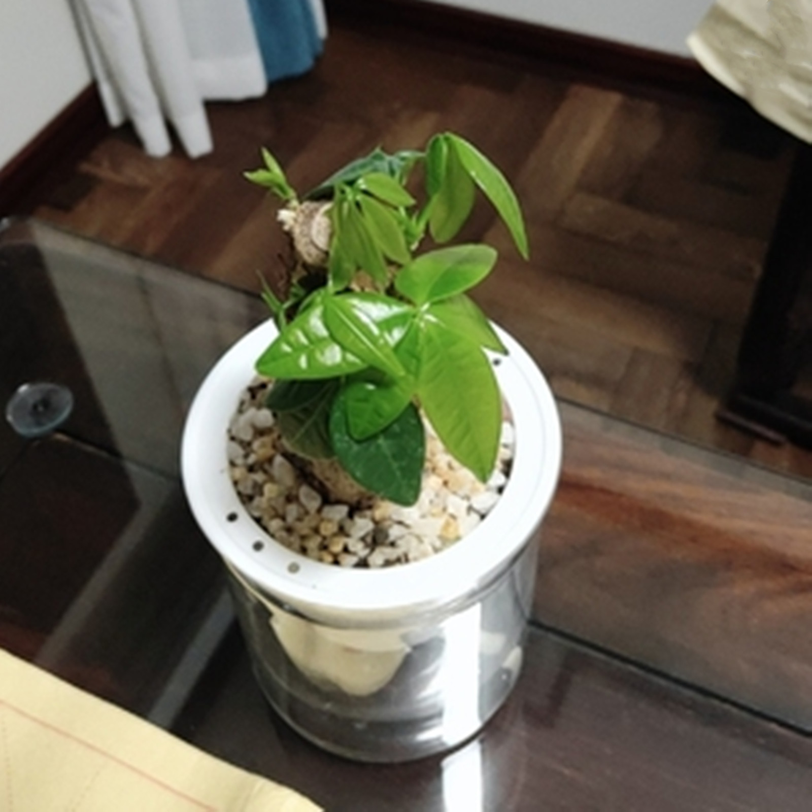 屋内の多肉植物のためのミニ植木鉢,水耕栽培のための家の装飾 - Japanese Garden Bonsai のレビューと価格